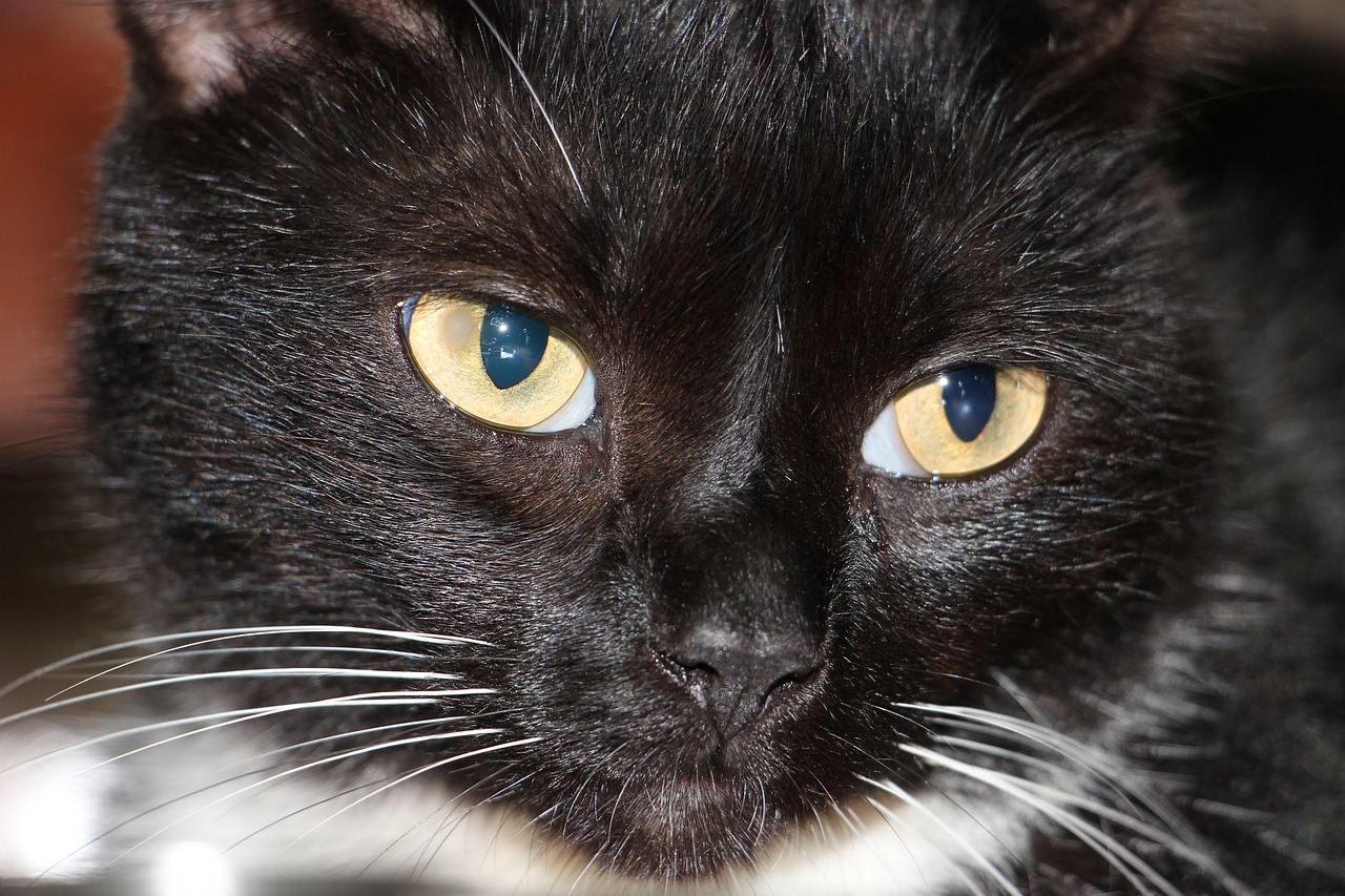 Image - cat black whisker blue eyes eyes