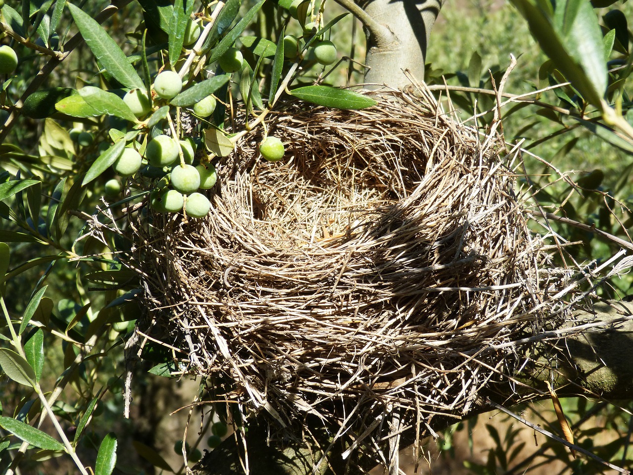 Image - nest olive birds