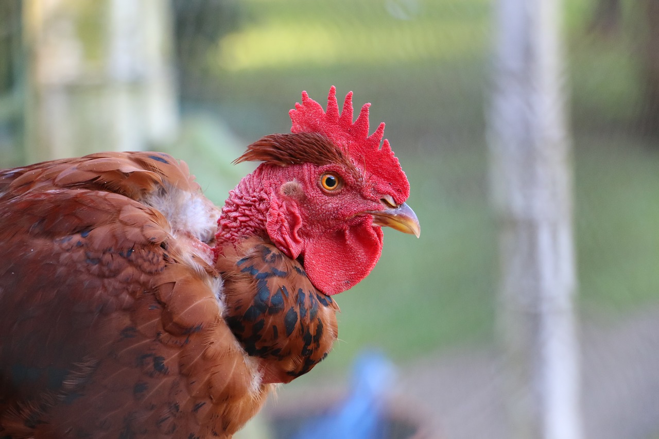 Image - red chicken look crest