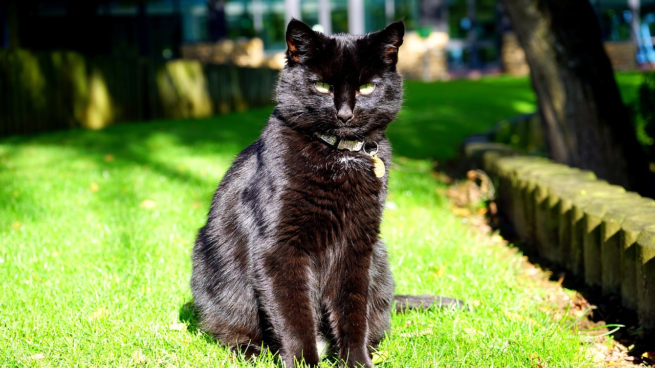 Image - cat black black cat animal pet