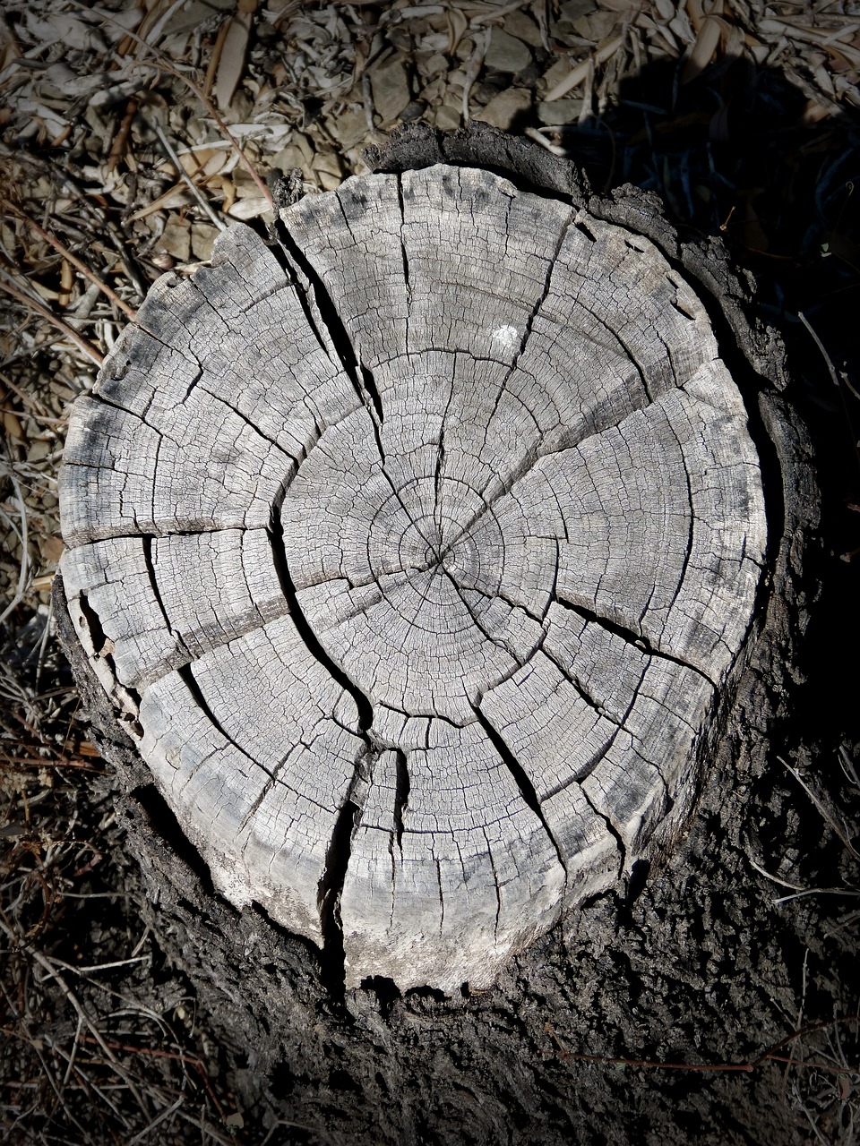Image - trunk rings section lena