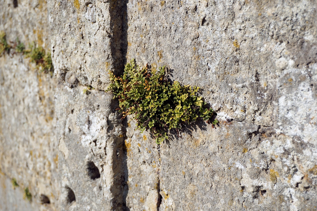 Image - wall plant stones fouling green