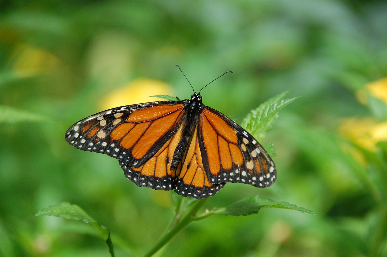 Image - gran canaria spain island butterfly