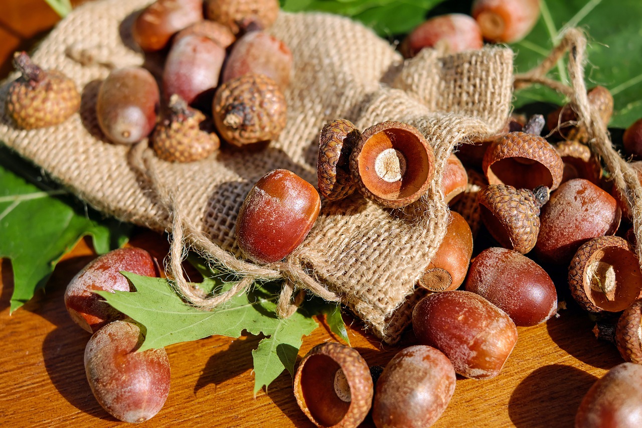 Image - acorns tree fruit fruits shiny