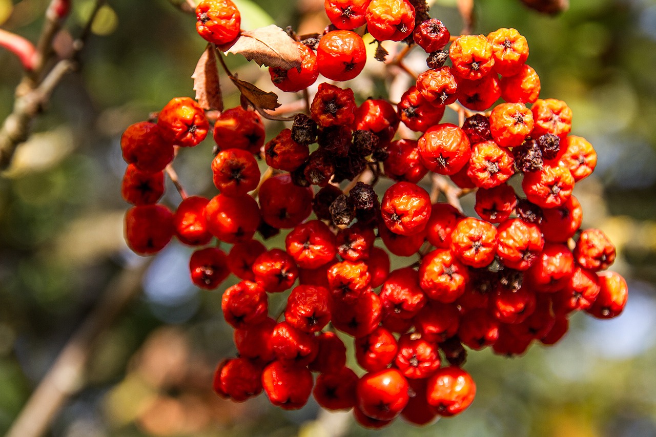 Image - rowan red fruit berries bush