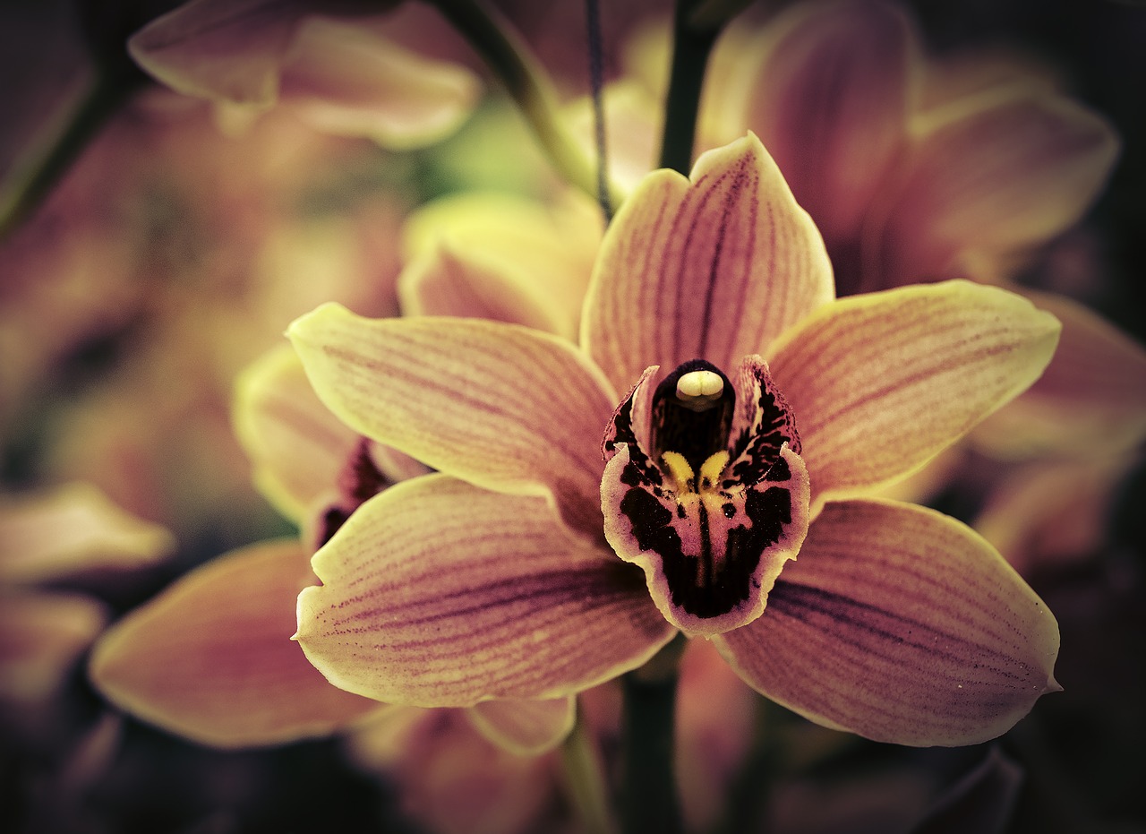 Image - orchid flower pink lavender bloom