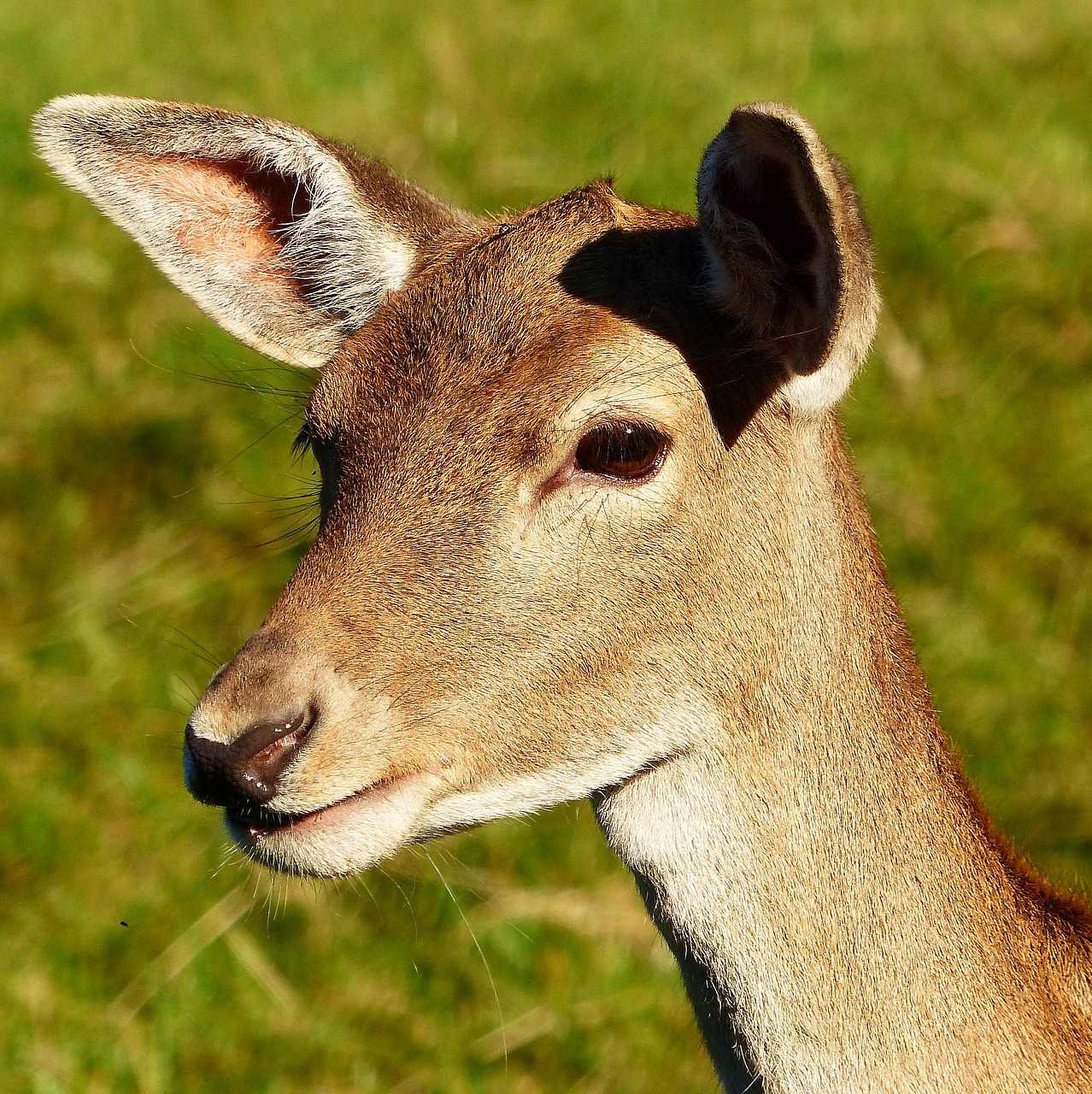 Image - fallow deer doe animal portrait fur