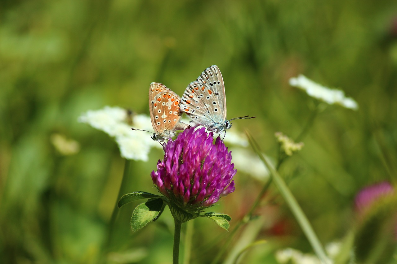 Image - butterflies spring flower love