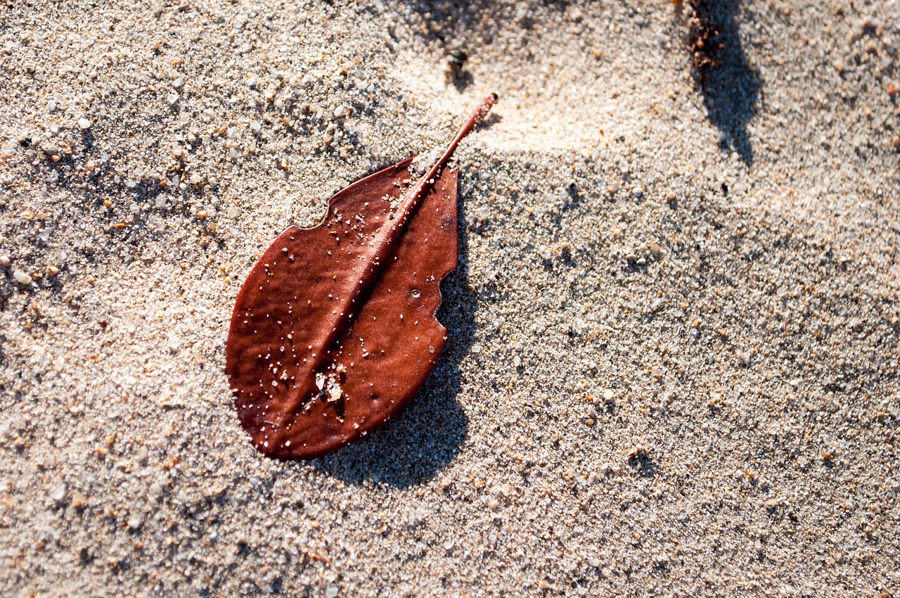 Image - violin music sand beach summer