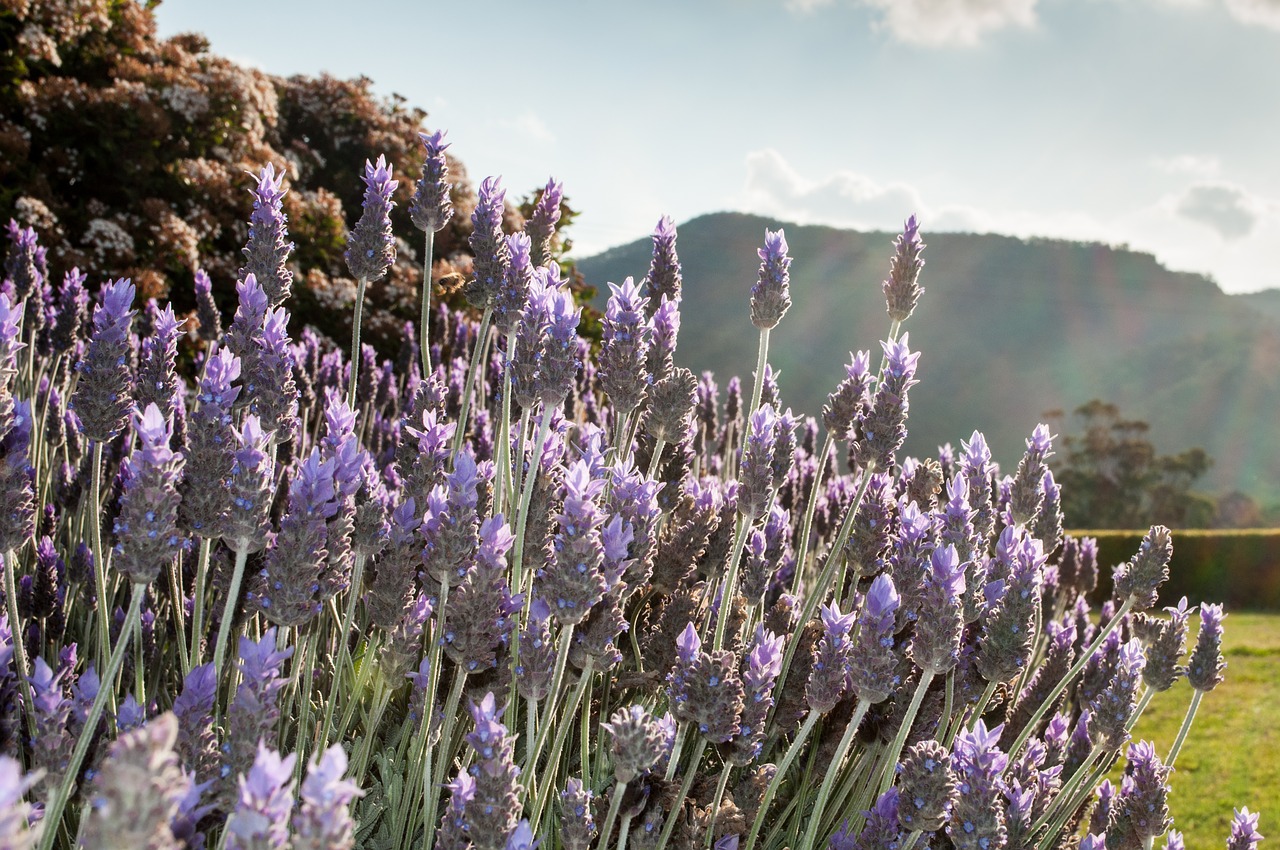 Image - lavender outdoor nature summer