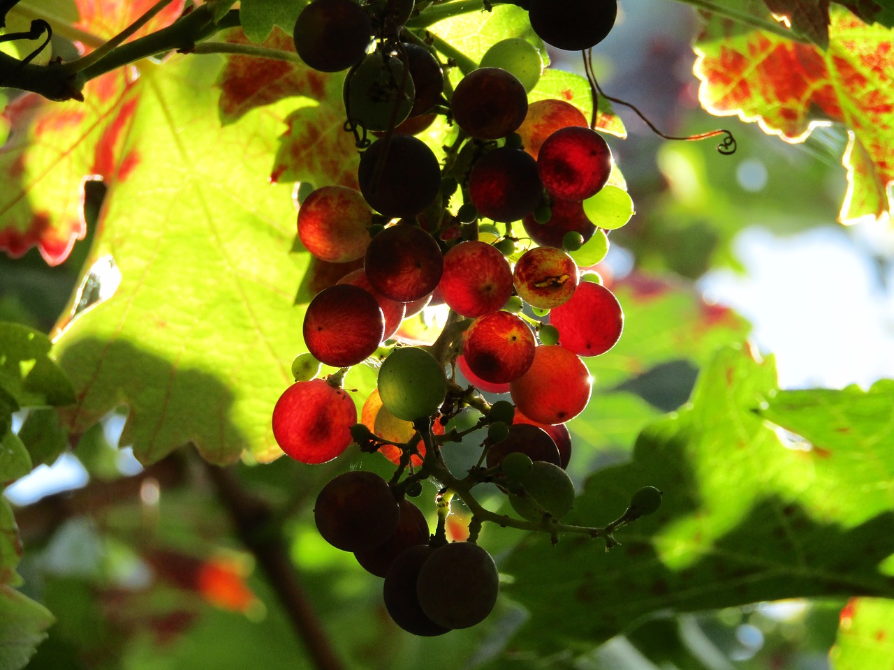 Image - grapes vineyard grape leaves