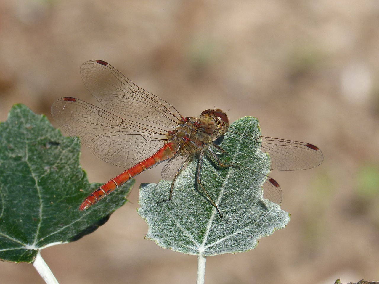 Image - dragonfly leaf poplar winged insect