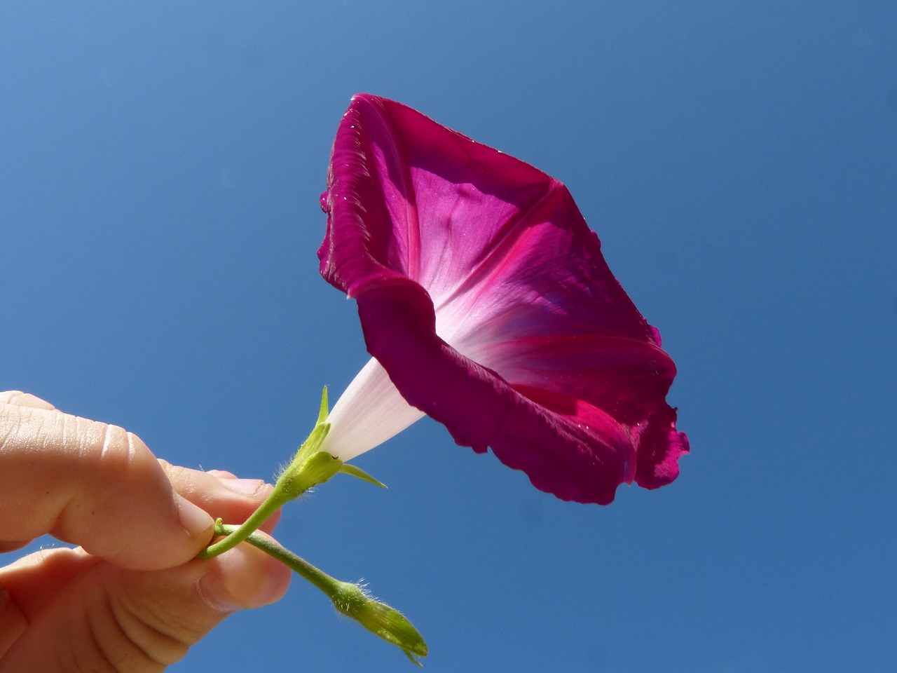 Image - flower bell hand sky purple