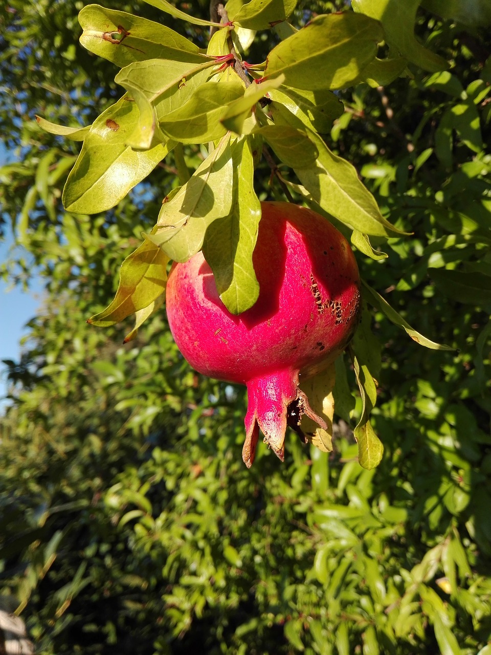 Image - pomegranate fruit autumn nature