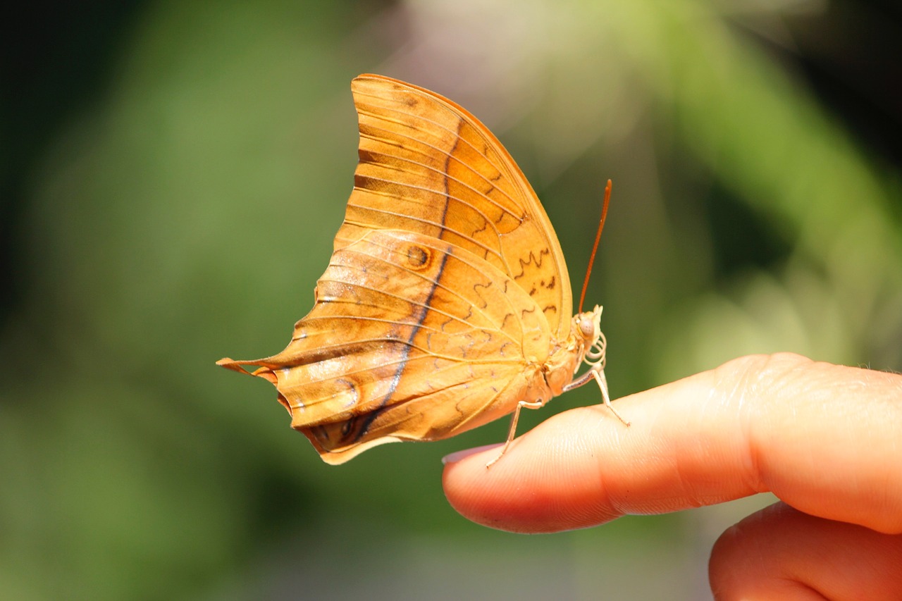 Image - butterfly spring hand nature