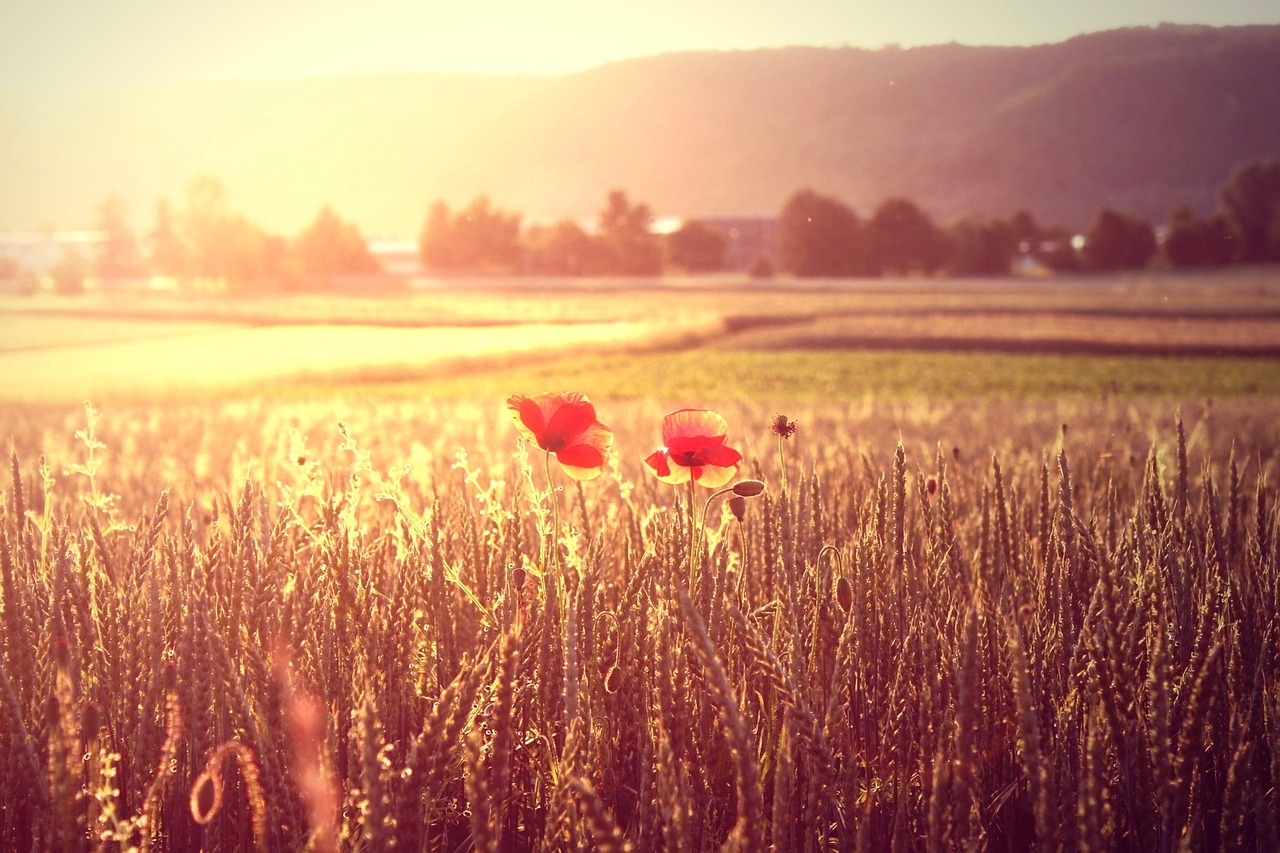 Image - summer wheat poppy light cereals