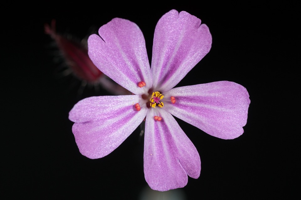 Image - flower pink flower flowers nature