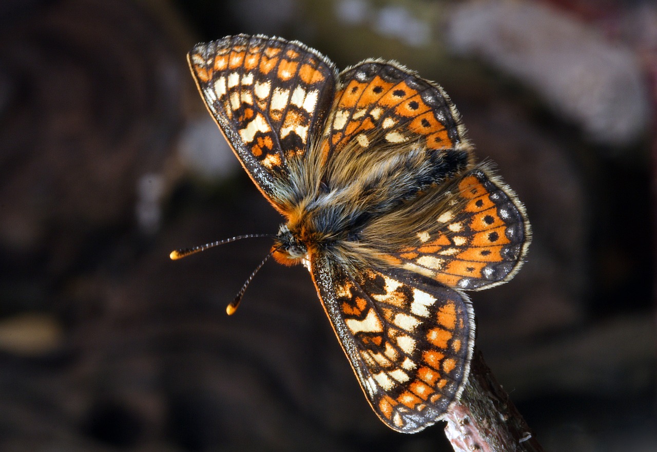 Image - butterfly macro insect nature