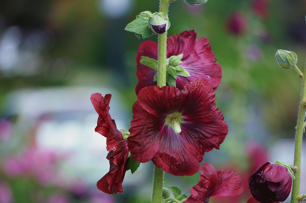 Image - flower hollyhock summer nature