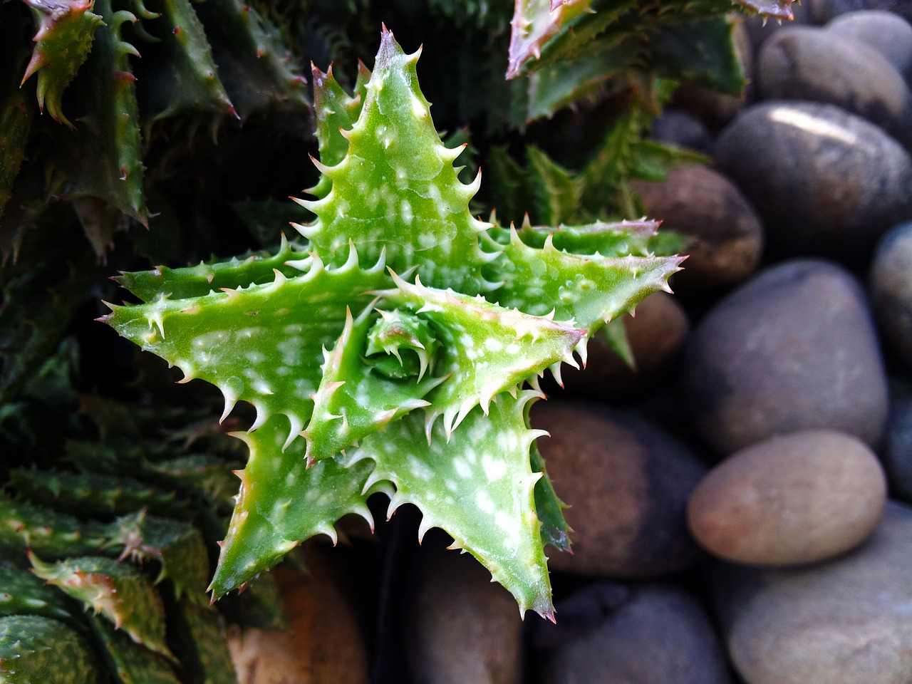 Image - star cactus thorny plant