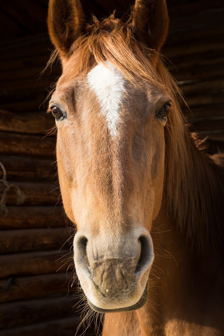 Image - horse portrait face head hair