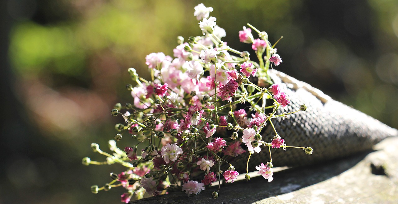 Image - bag gypsofilia seeds gypsophila bag