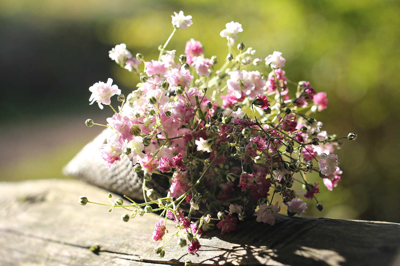 Image - bag gypsofilia seeds gypsophila bag