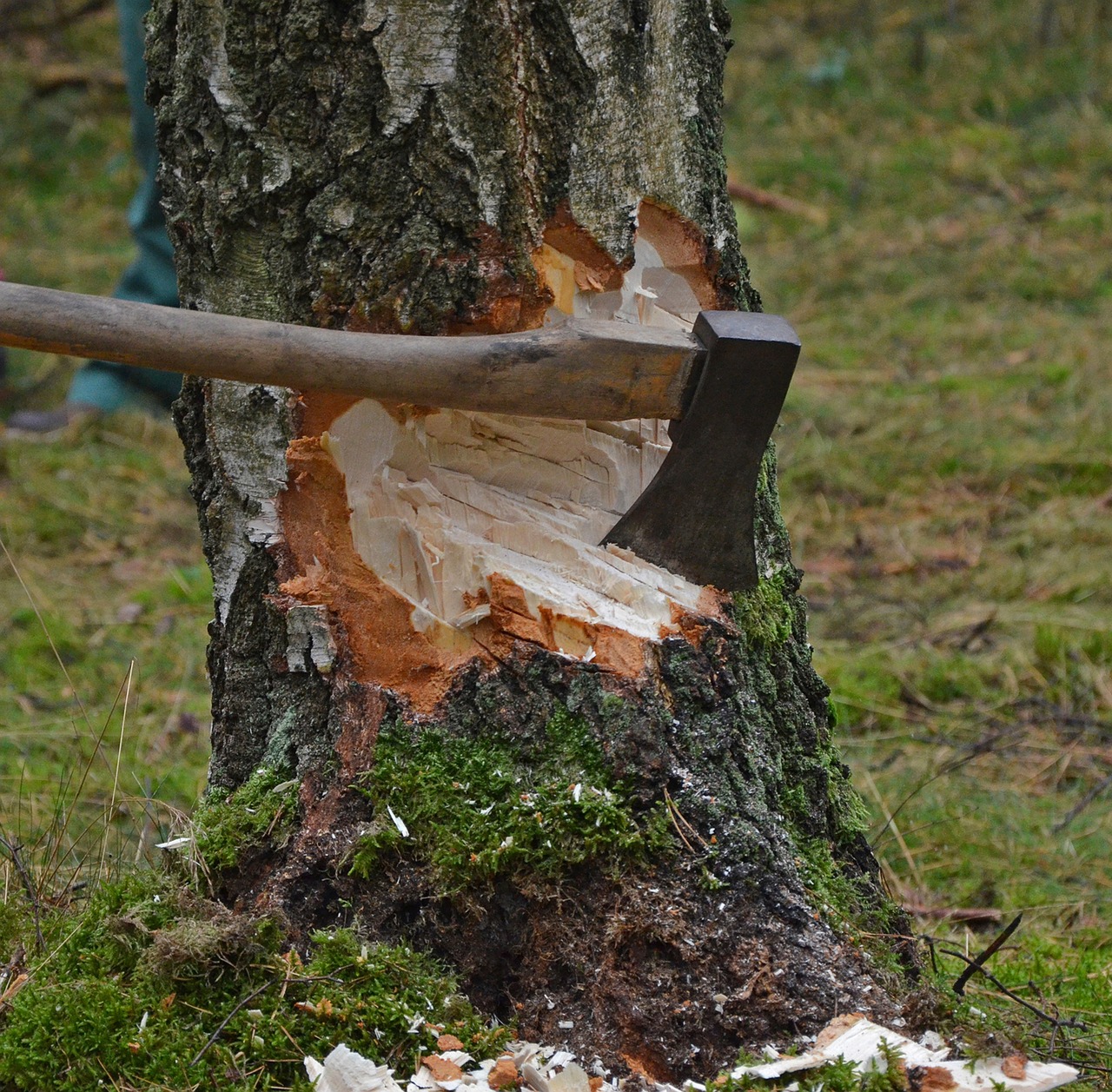 Image - cut tree axe wood cases strains