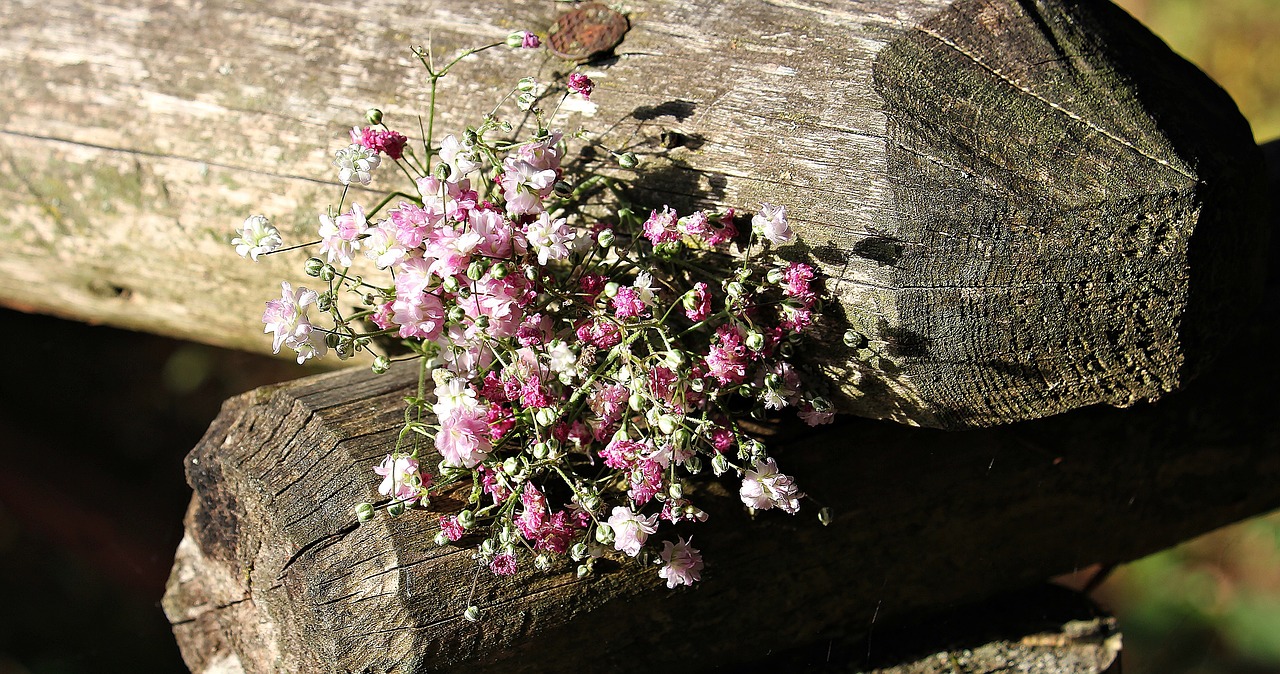 Image - bag gypsofilia seeds gypsophila bag