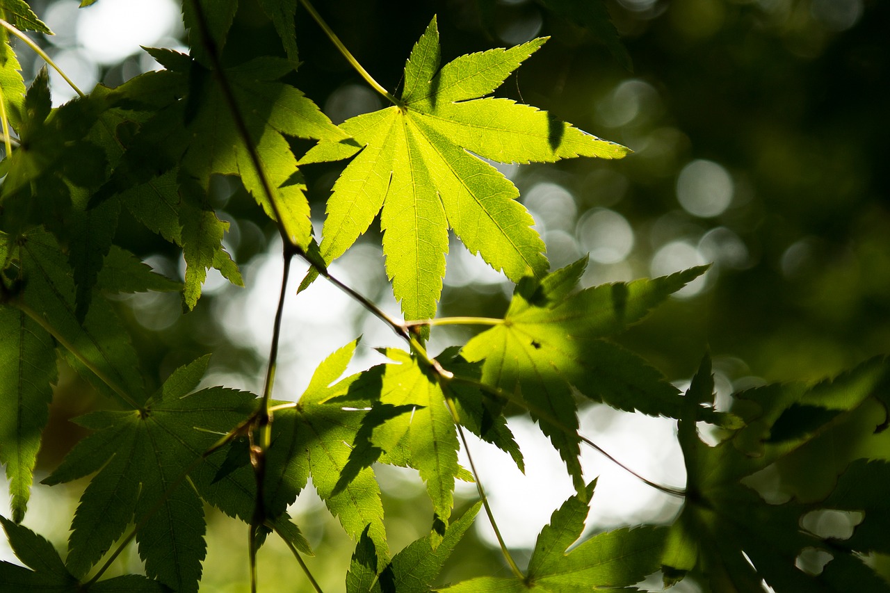 Image - summer sun sunshine leafs tree