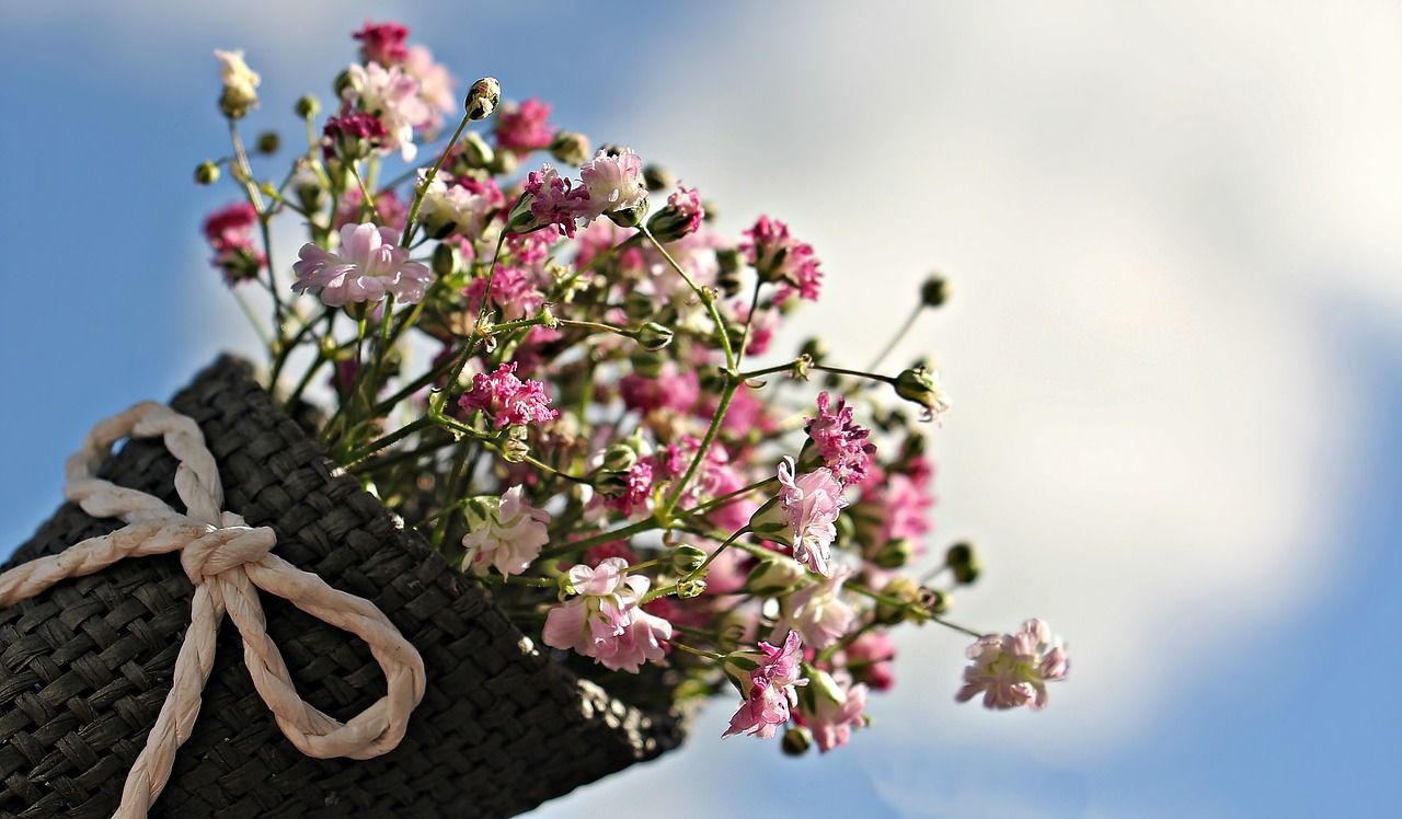 Image - bag gypsofilia seeds gypsophila bag