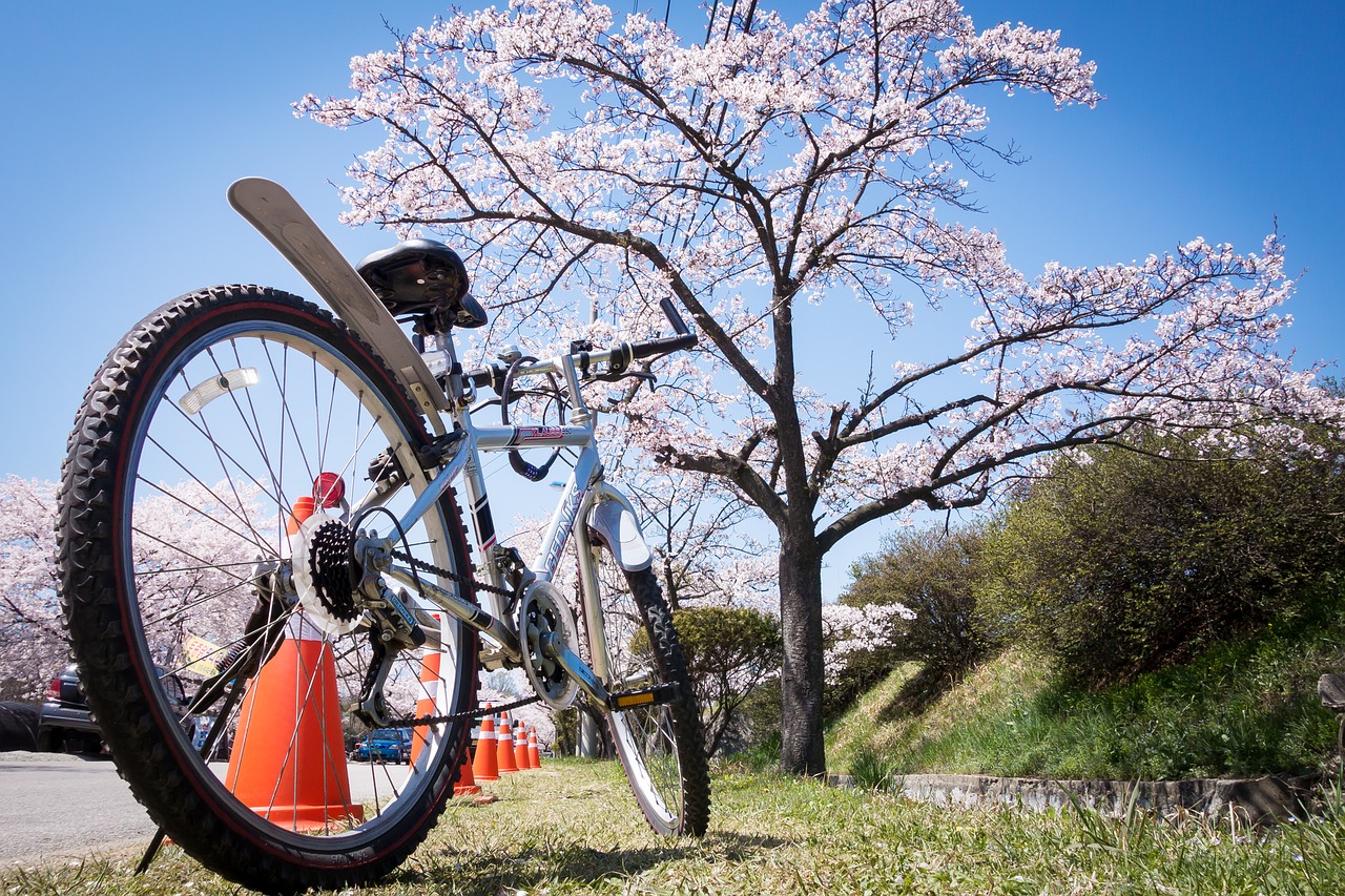 Image - cherry blossom bicycle bike spring