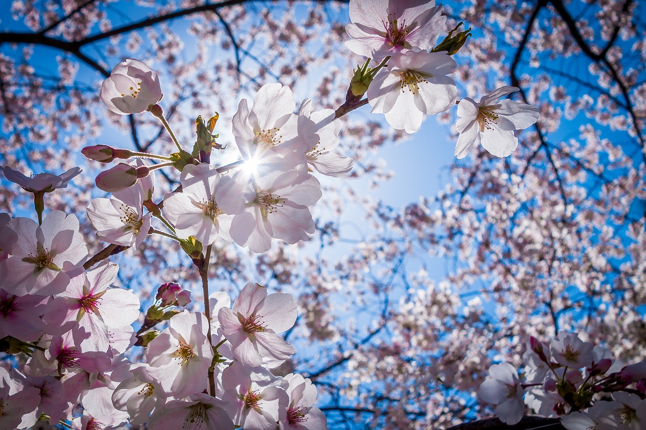Image - cherry blossoms cherry pink blue