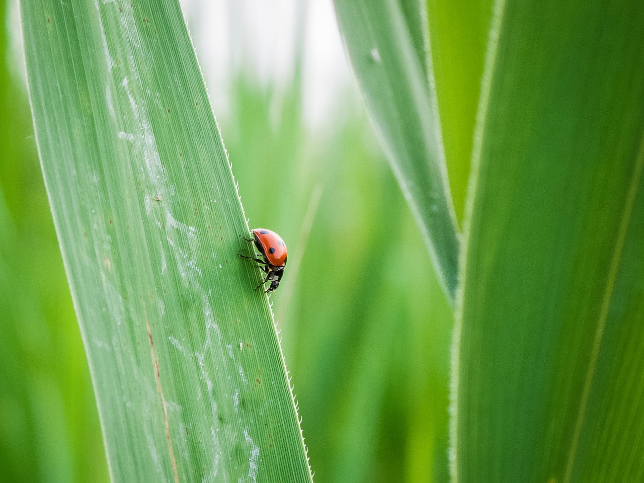 Image - lady bug grass leaf green bug