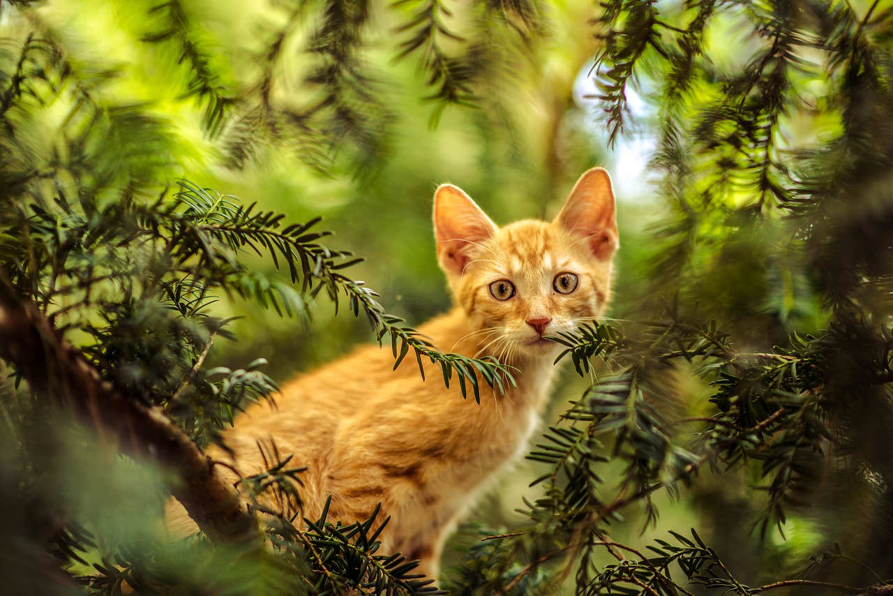 Image - cat tree young cat nature forest