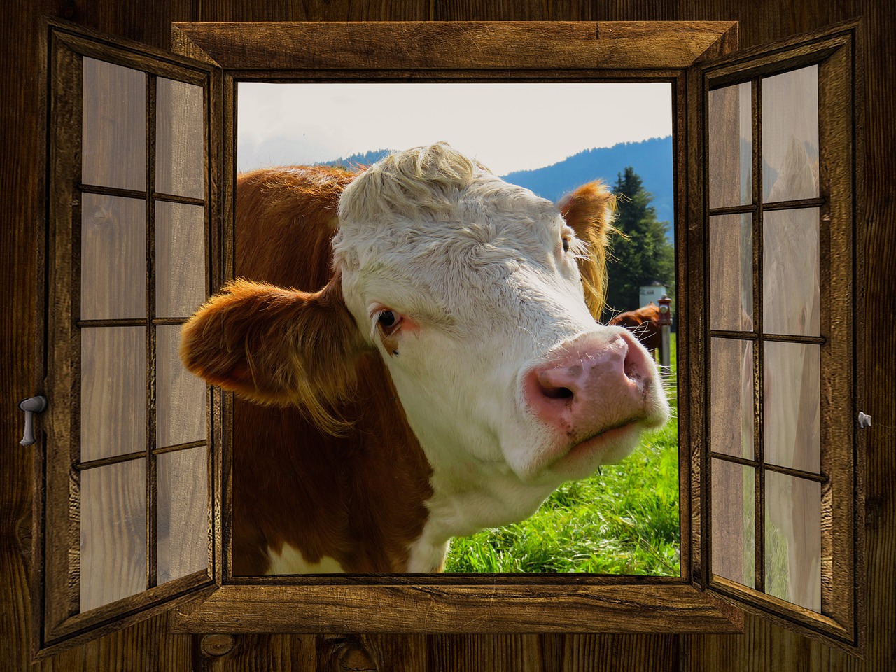 Image - window cow alm hut meadow pasture