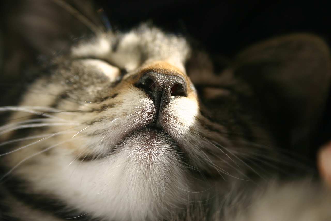 Image - cats cat close up nose sun