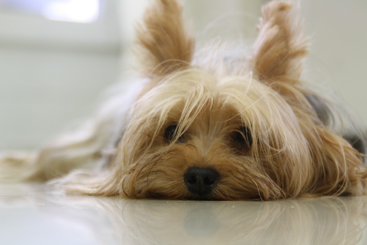 Image - yorkshire terrier dog yorkie