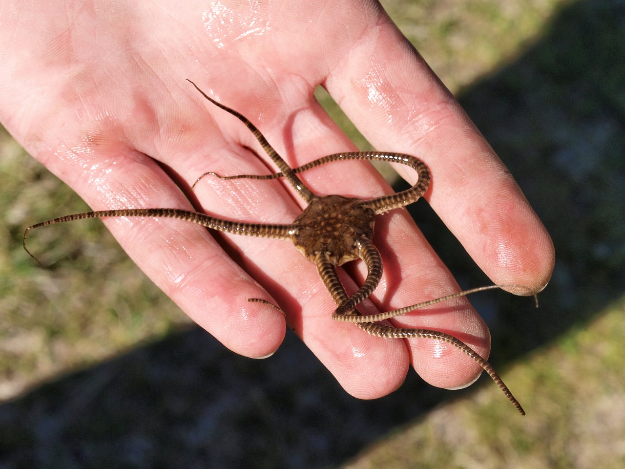 Image - starfish hand bright serpent star