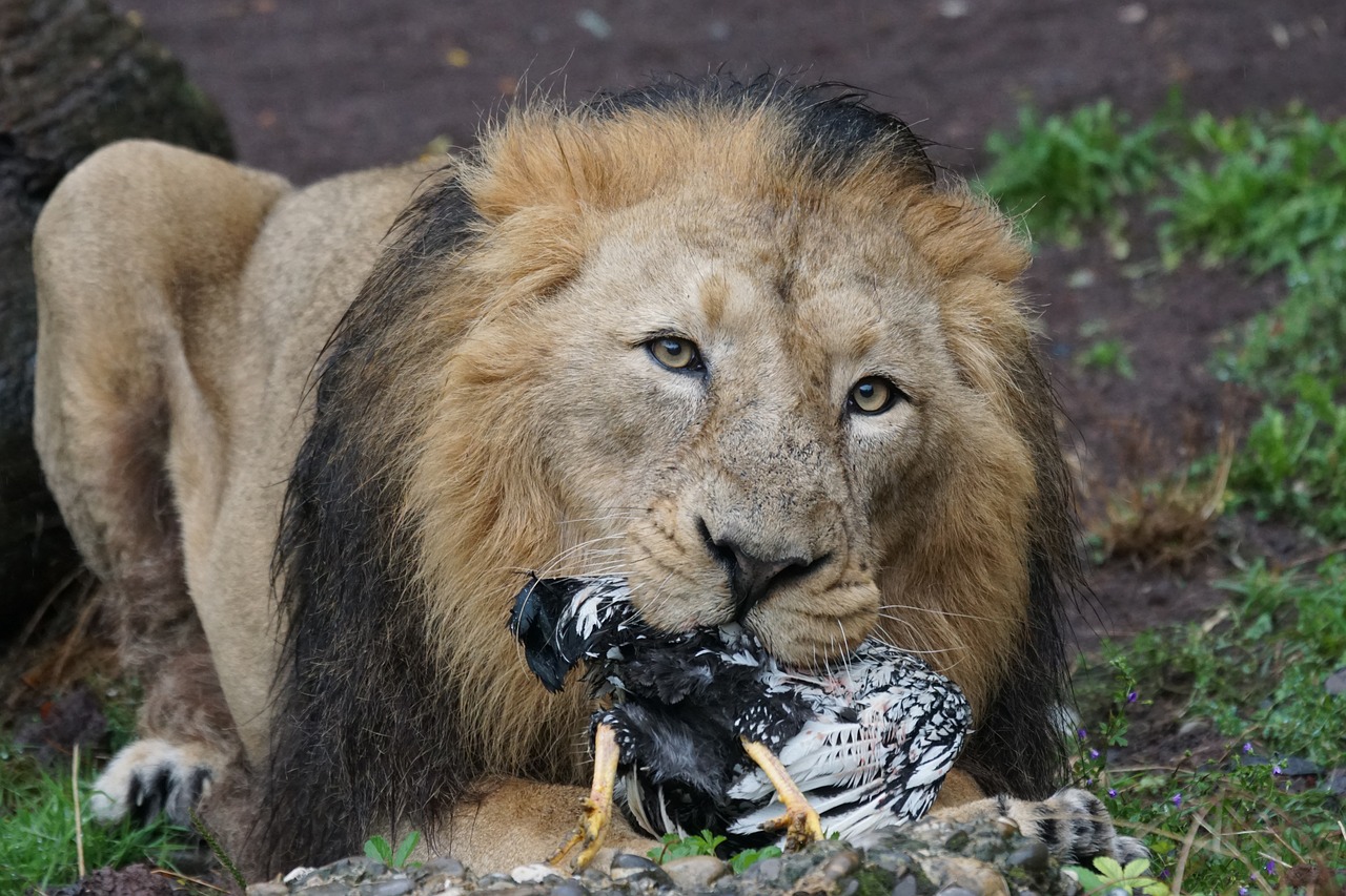 Image - lion indian lion male cat predator