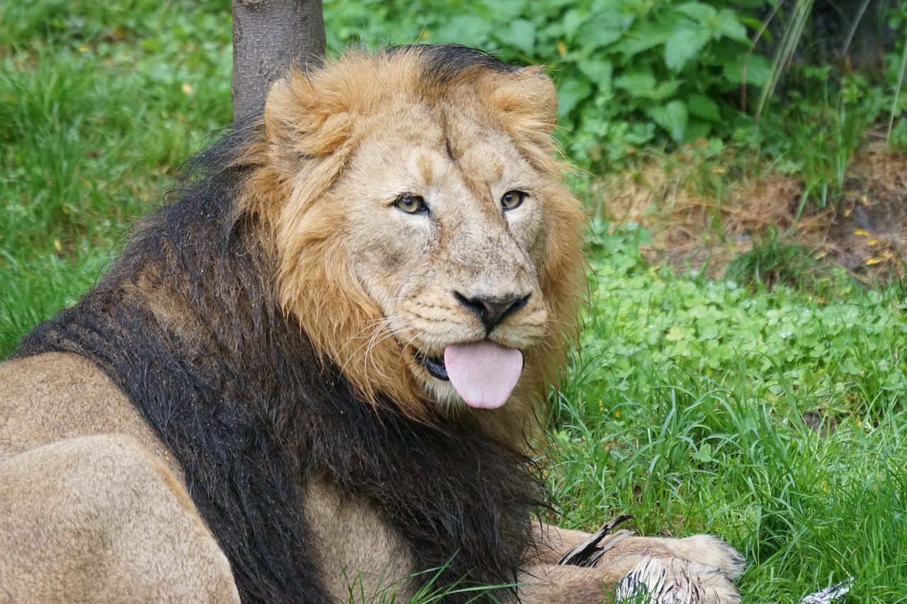 Image - lion indian lion male cat predator