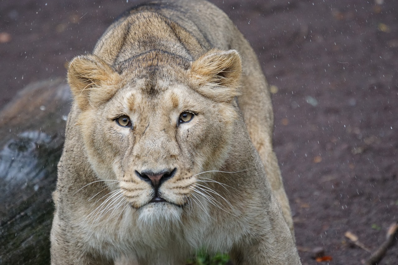 Image - lion indian lion lioness female