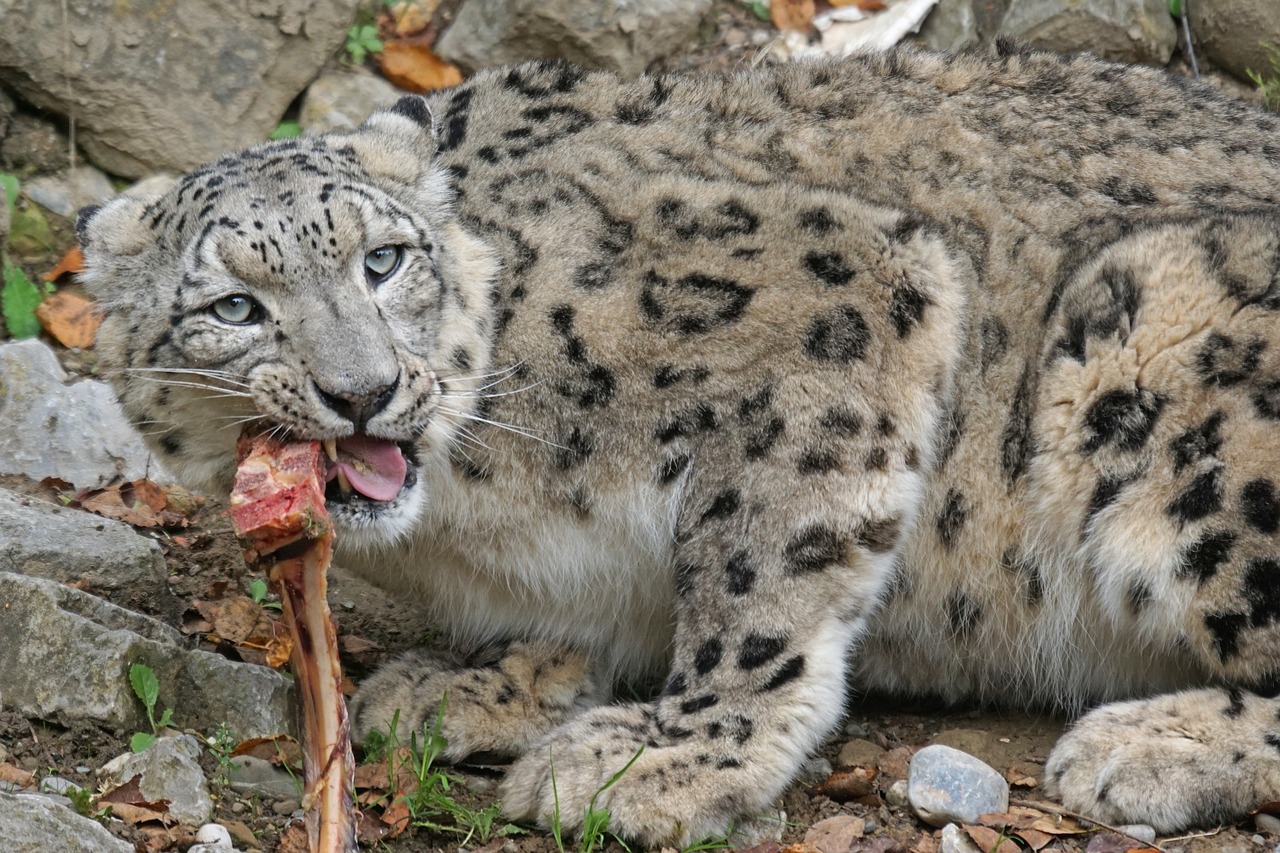 Image - snow leopard irbis big cat predator