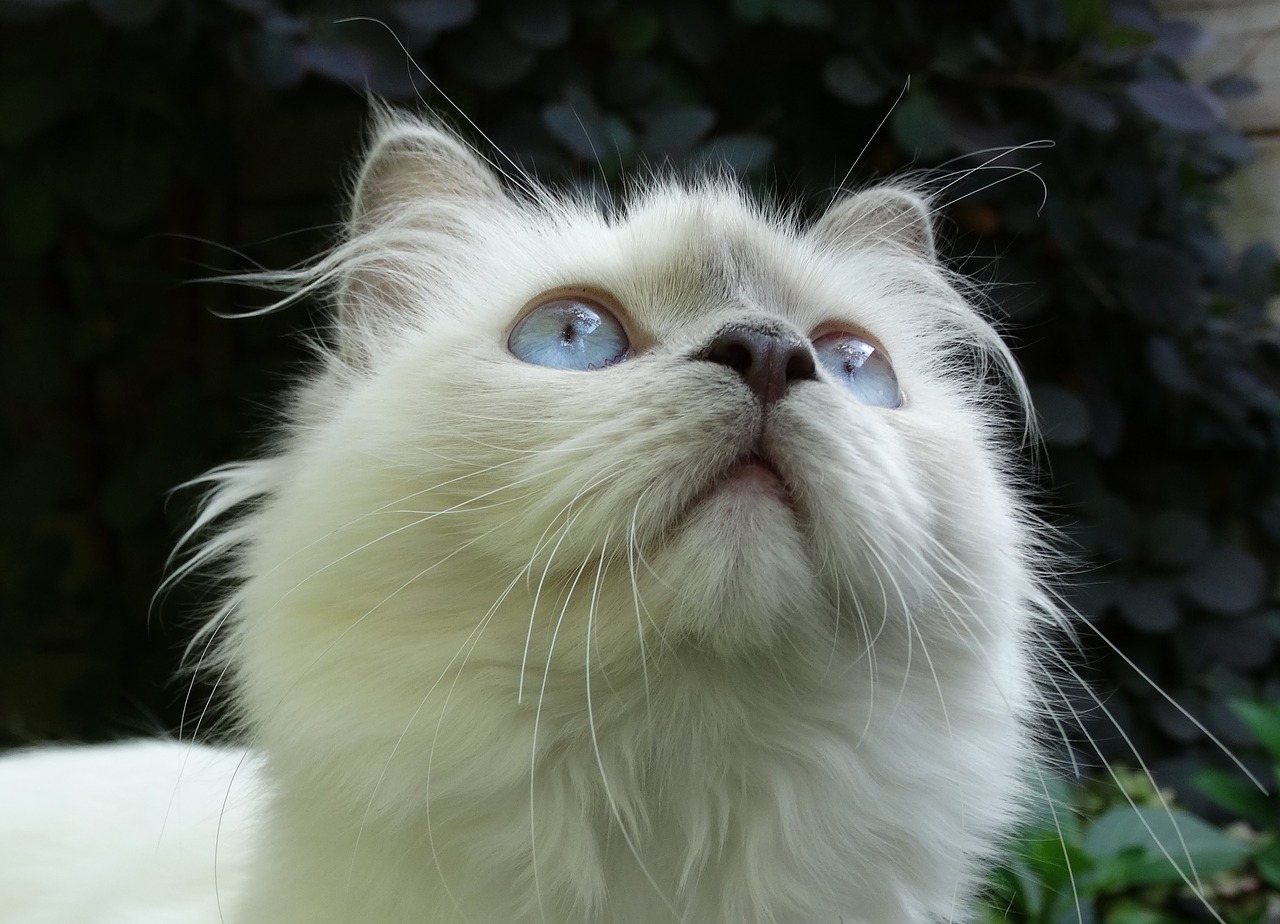 Image - cat ragdoll breed of cat blue eyes