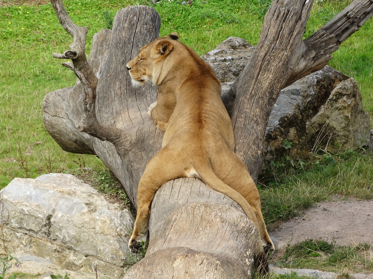 Image - lioness relax tree trunk zoo