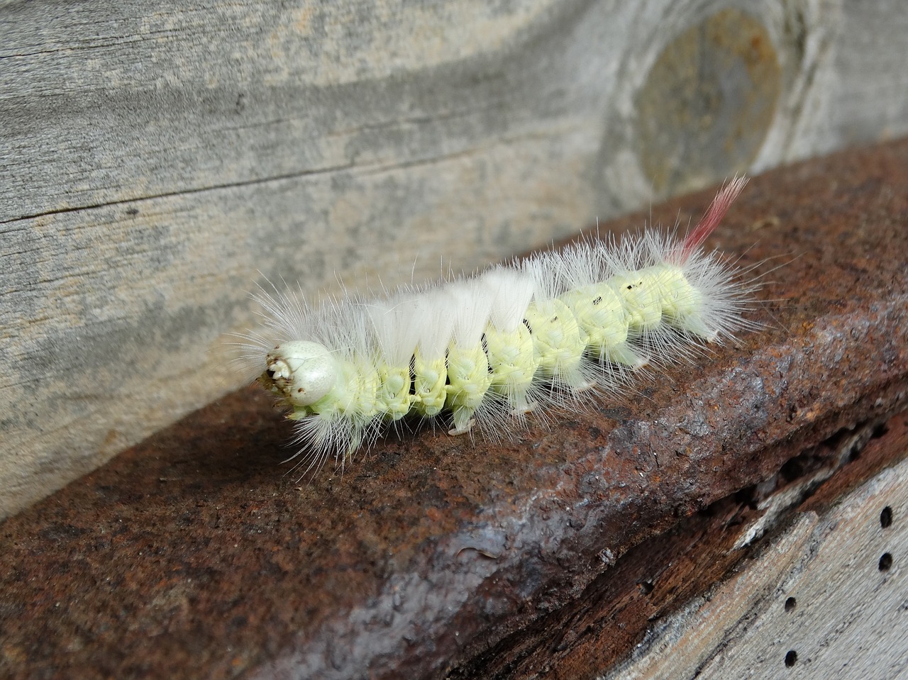 Image - caterpillar pale tussock bug fuffy