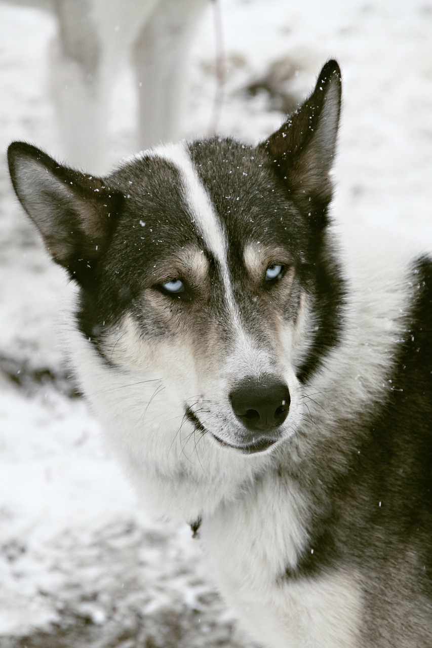 Image - husky sled dog old blue eye dog