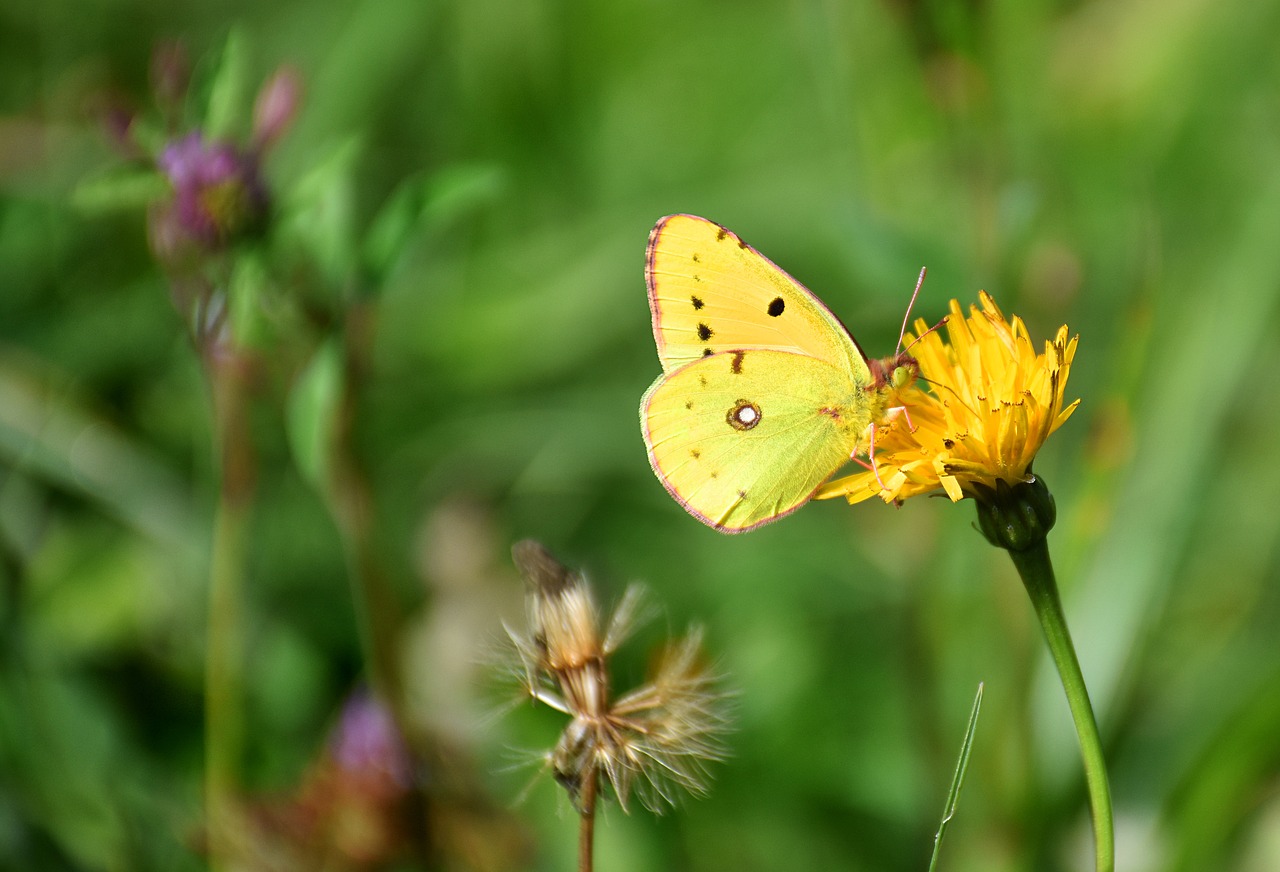 Image - butterfly golden eight colias hyale