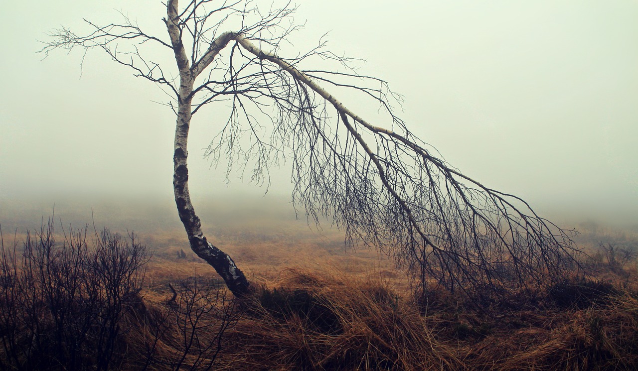 Image - fog moor moorland birch tree mood