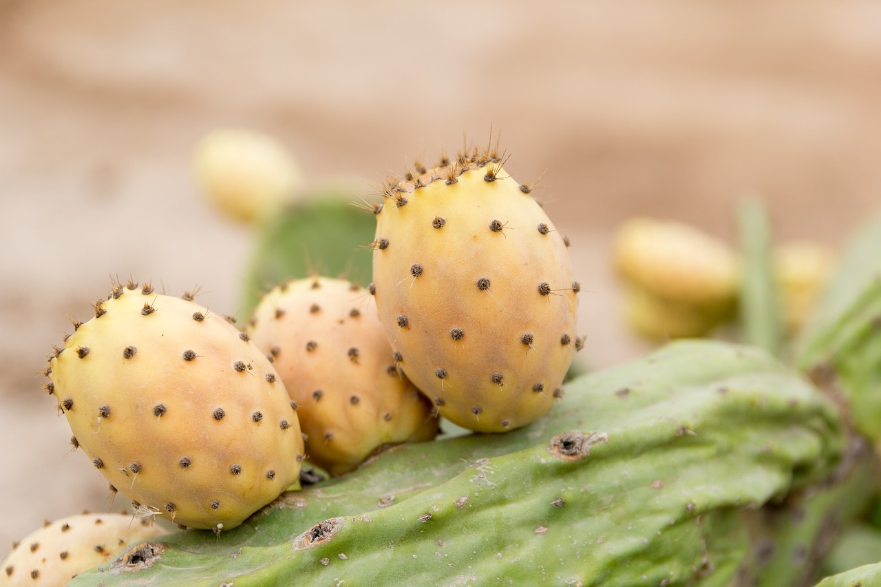 Image - prickly pear sweet thorns food